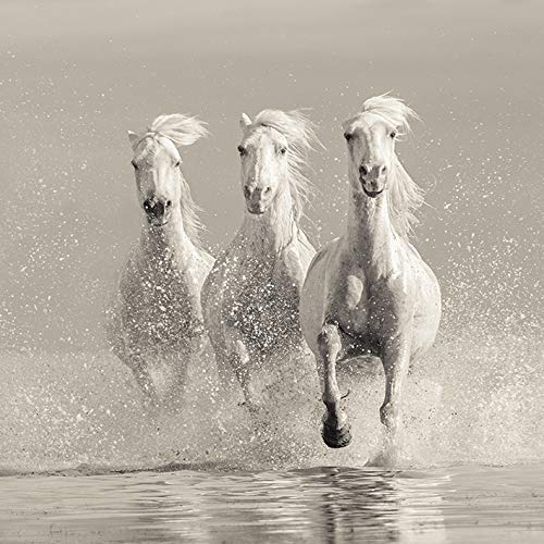 Carys Jones Three White Horses 60 x 60cm Canvas Print Leinwanddruck, Mehrfarbig, 60 x 60 cm von Carys Jones