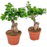 Casa Caron | 2er-Set Ficus Ginny von Casa Caron