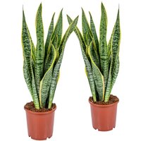 Casa Caron | 2er-Set Sansevieria trifasciata LaurentiixL von Casa Caron