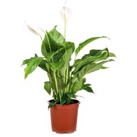 Casa Caron | 2er Set Spathiphyllum Bingo Amor von Casa Caron