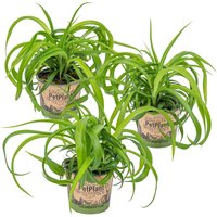 Casa Caron | 3er Set Chlorophytum Green Bonnie von Casa Caron