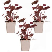 Casa Caron | 3er-Set Heuchera micrantha Palace Purple von Casa Caron