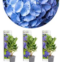 Casa Caron | 3er-Set Hydrangea macrophylla Early Blue von Casa Caron