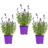 Casa Caron | 3er-Set Lavandula angustifolia Ardèche Blue von Casa Caron