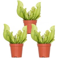 Casa Caron | 3er Set Sarracenia Juthatip Soper von Casa Caron