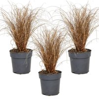 Casa Caron | 3er Set Sedge Carex Bronco von Casa Caron