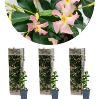 Casa Caron | 3er-Set Trachelospermum jasminoides Pink Showers von Casa Caron