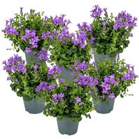 Casa Caron | 6er-Set Campanula portenschlagiana Ambella Intense Purple von Casa Caron