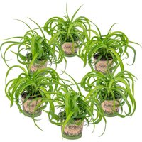 Casa Caron | 6er Set Chlorophytum Green Bonnie von Casa Caron