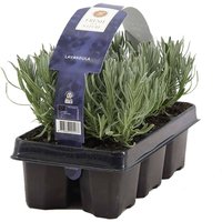 Casa Caron | 6er-Set Lavandula Angustifolia Minnie von Casa Caron