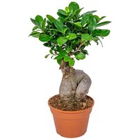 Casa Caron | Bonsai-Baum-Ginseng von Casa Caron