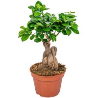 Casa Caron | Bonsai-Baum-Ginseng von Casa Caron