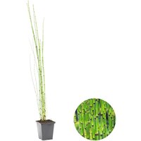 Casa Caron | Equisetum japonicum von Casa Caron