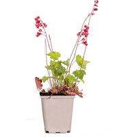 Casa Caron | Heuchera sanguineaund Splendens von Casa Caron