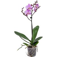 Casa Caron | Orchidee Phalaenopsis von Casa Caron