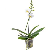 Casa Caron | Orchidee Phalaenopsis von Casa Caron