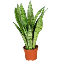 Casa Caron | Sansevieria zeylanica von Casa Caron