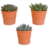 Casa Caron | Set mit 3 Echeveria-Mix - Terrakotta-Töpfe von Casa Caron