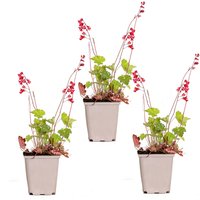 Casa Caron | Set mit 3 Heuchera sanguinea Splendens von Casa Caron