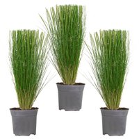 Casa Caron | Set mit 3 Stipa tenuifolia-Pferdeschwänzen von Casa Caron