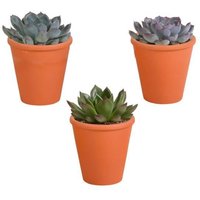 Casa Caron | Set mit 3 Sukkulenten Echeveria von Casa Caron