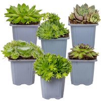 Casa Caron | Set mit 6 Sempervivum-Mischungen von Casa Caron