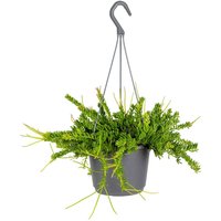 Casa Caron | Zimmerpflanze Rhipsalis mit Hängetopf von Casa Caron