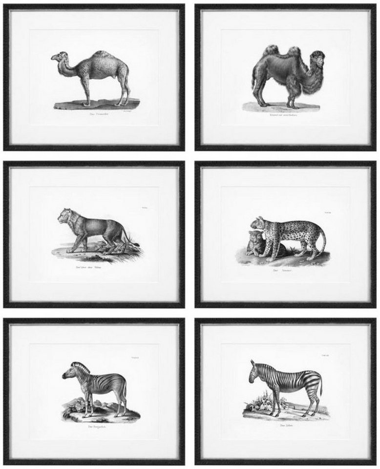 Casa Padrino Bilderrahmen Bilder 6er Set Historische Tiere Schwarz / Weiß 53,5 x H. 43,5 - Luxus Kunstdrucke mit Holzrahmen von Casa Padrino