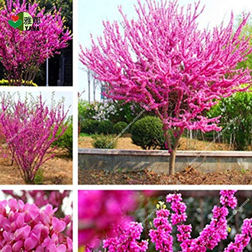 Casavidas 30pcs / bag Bauhinia Samen, Cercis chinensis, Bonsai-Blumensamen, chinesischer Redbud Baumsamen, Natur Topfpflanzen für den Garten zu Hause von Go Garden