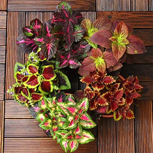 Casavidas 50 Samen Regenbogen Mixed Coleus (Coleus blumei) offen befruchteten Samen Bonsai: 50Pcs von Casavidas