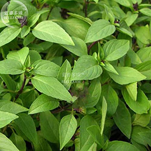 Casavidas BELLFARM Bonsai Seltene Thai-Basilikum Ocimum Basilicum Kräuter SüÃŸe Spicy e Deep Green Leaves Garden Hoch Germination -30pcs / pack von Casavidas