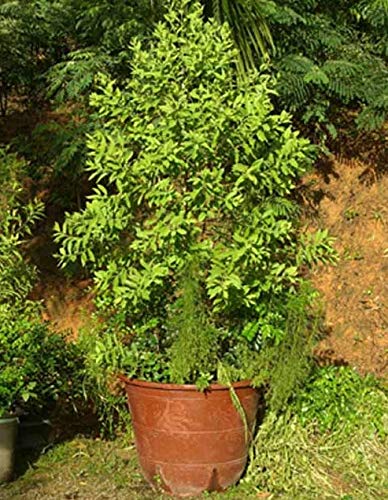 Casavidas DIY 5 Samen Hausgarten Pflanze Santalum Album, WeiÃŸ Sandelholz, Indian Sandalwood Baumsamen von Go Garden