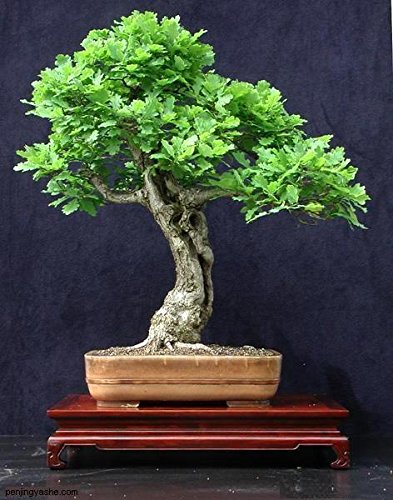 Casavidas HeiÃŸe verkaufen5pcs Mini Topfpflanzen Eiche Bonsai Quercus Alba Eicheln für DIY Hausgarten von Casavidas