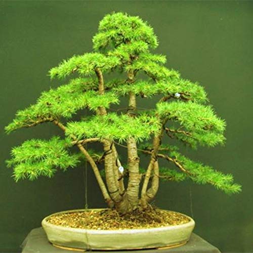 Casavidas Samen-Paket: 10 Stück/g Zeder nds von gre Bonsai-Baum der japanischen Zeder für Zuhause gard Gerade y s: 1 von Casavidas