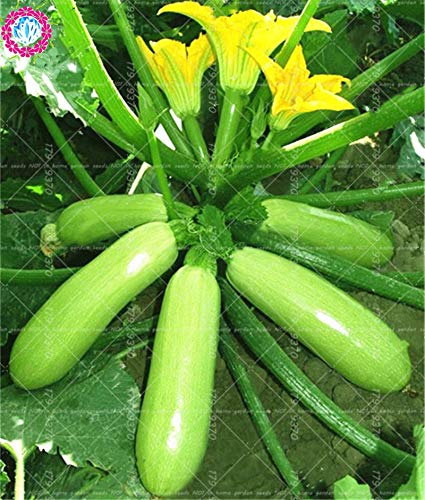 Casavidas Samen-Paket: 10pcs Squash Bonsai Cucurbita pepo China Horn n Leckere Bio-Gemüse gut für heth Hause gard Topf s ing von Casavidas