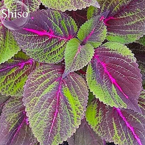 Casavidas Samen-Paket: BELLFARM Bonsai Bi-Coed Sad Perilla Shiso traurig Blätter mit einem y sil Hoch Germination -100pcs Geschmack/pack von Casavidas