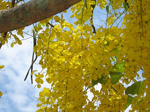 Indian Laburnum (Cassia Fistula) - 10 Samen - Wunderschöner Baum mit tausenden gelben Blüten, auch als Containerpflanze von Cassia Fistula