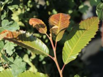 Esskastanie 'Annys Summer Red', 100-125 cm, Castanea sativa 'Annys Summer Red', Containerware von Castanea sativa 'Annys Summer Red'
