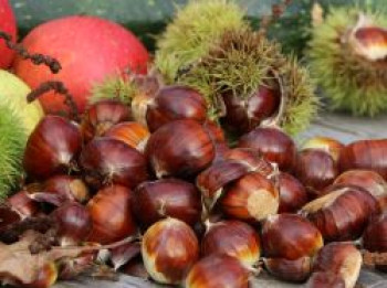 Esskastanie 'Doree de Lyon', 100-125 cm, Castanea sativa 'Doree de Lyon', Containerware von Castanea sativa 'Doree de Lyon'