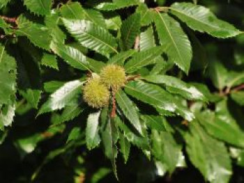 Esskastanie 'Marlhac', 100-125 cm, Castanea sativa 'Marlhac', Containerware von Castanea sativa 'Marlhac'