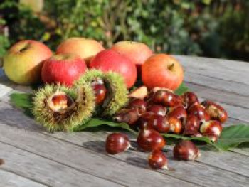 Esskastanie / Edelkastanie / Marone, 125-150 cm, Castanea sativa, Containerware von Castanea sativa