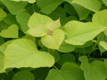 Gold-Trompetenbaum 'Aurea', 150-175 cm, Catalpa bignonioides 'Aurea', Containerware XXL von Catalpa bignonioides 'Aurea'
