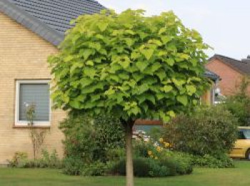 Kugel-Trompetenbaum 'Nana', Stamm 140-150 cm, 180-200 cm, Catalpa bignonioides 'Nana', Stämmchen von Catalpa bignonioides 'Nana'