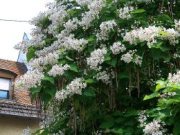 Trompetenbaum, 80-100 cm, Catalpa bignonioides, Containerware von Catalpa bignonioides