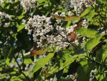 Trompetenbaum 'Purpurea', 80-100 cm, Catalpa erubescens 'Purpurea', Containerware von Catalpa erubescens 'Purpurea'