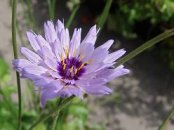 Blaublühende Rasselblume, Catananche caerulea, Topfware von Catananche caerulea