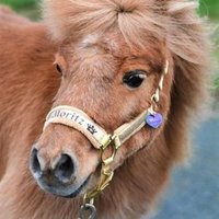 Halfter Mini Shetty "sternenglanz" Gold Personalisierbar Pferdehalfter Größe Glitzer von Cavalletti4Horses