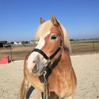 Halfter Sternenglanz Schwarz Personalisierbar Pferdehalfter Mit Glitzer in Deinem Wunschtext Halfter Sternenglanz Schwarz Personalisierbar Pferdehalfter Mit Glitzer in Deinem Wunschtext von Cavalletti4Horses