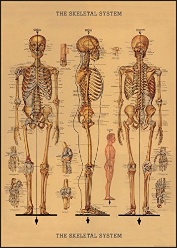 Cavallini Decorative Paper - Skeleton Chart 20x28 Sheet by Cavallini Papers & Co. von Kaisercraft