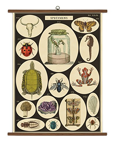 Cavallini Papers Specimens Vintage School Chart von Cavallini Papers & Co.